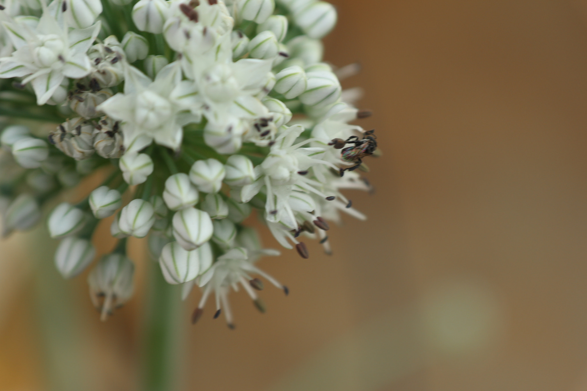 Canon EOS M10 sample photo. Onion flower photography