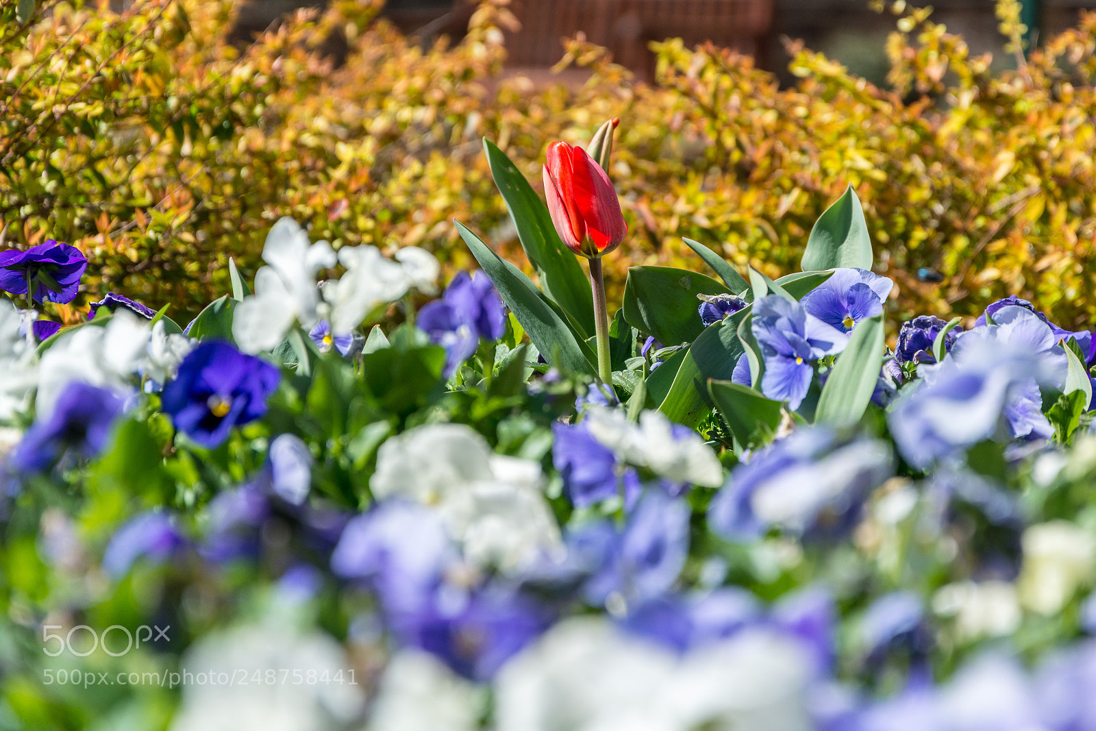 Nikon D5200 sample photo. Tulip photography