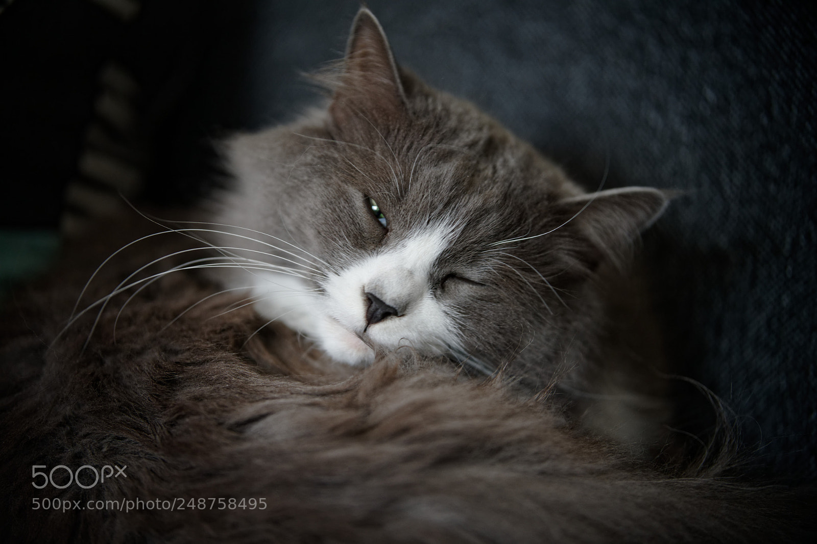 Sony a7R III sample photo. Sleepy mauri photography