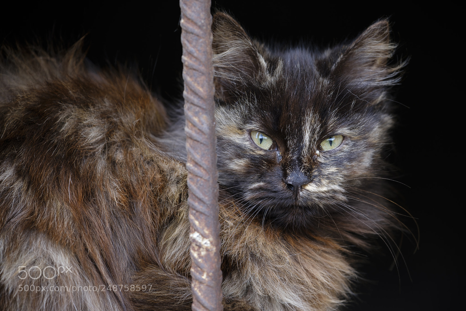 Fujifilm X-H1 sample photo. The cat came back photography