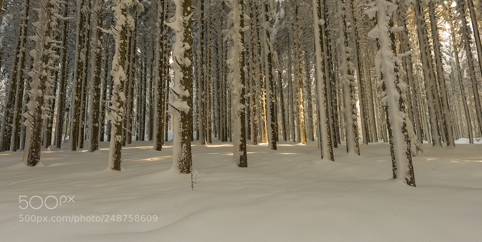 Nikon D800 sample photo. Last light photography