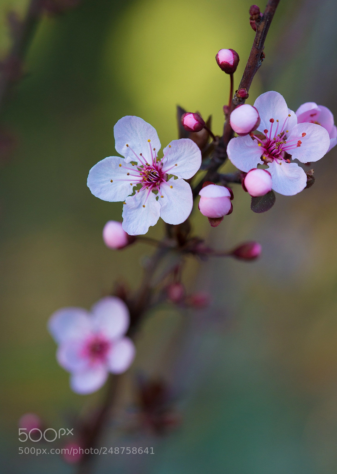 Nikon D610 sample photo. Macro photography