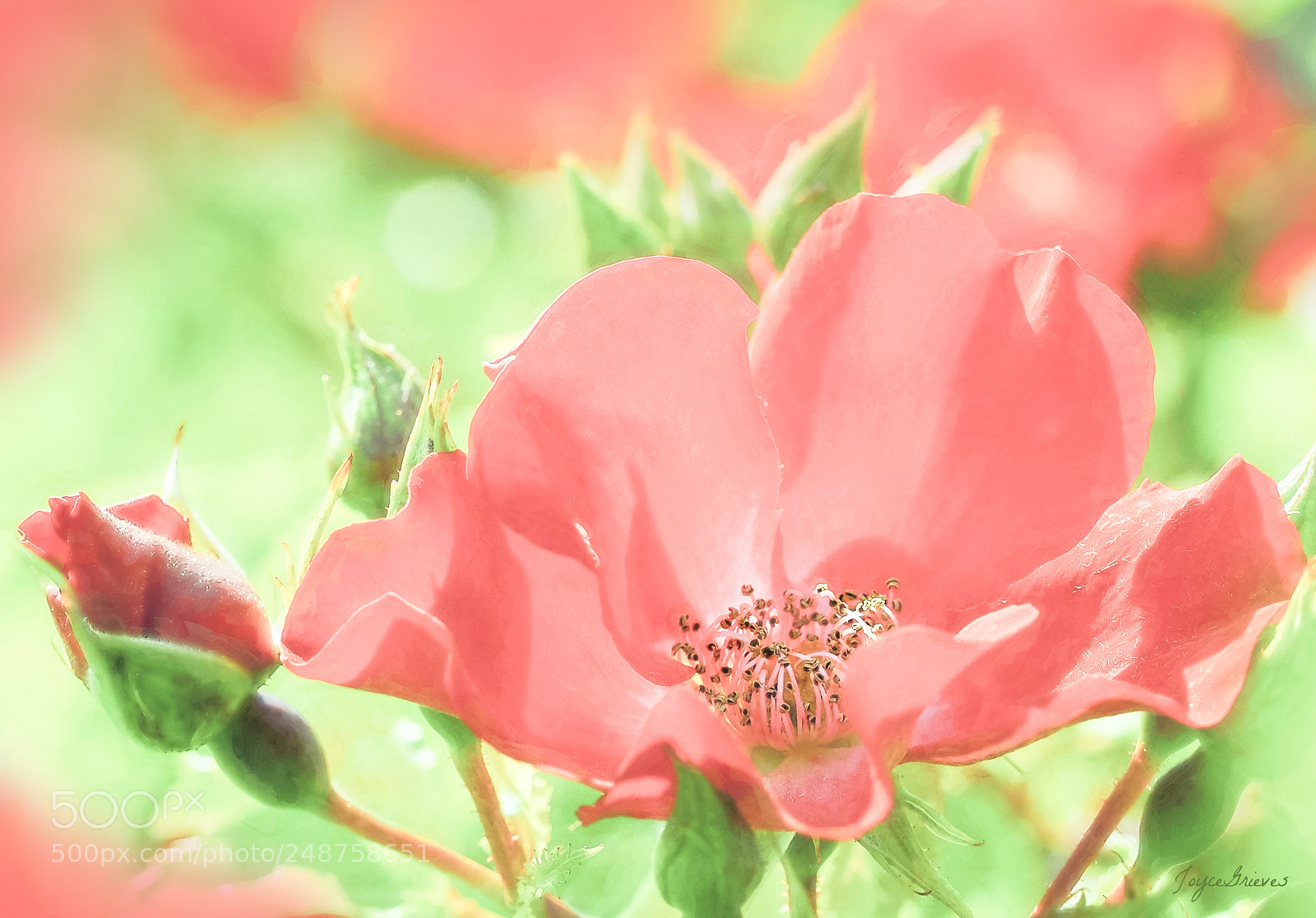 Olympus OM-D E-M1 sample photo. Madams secret photography