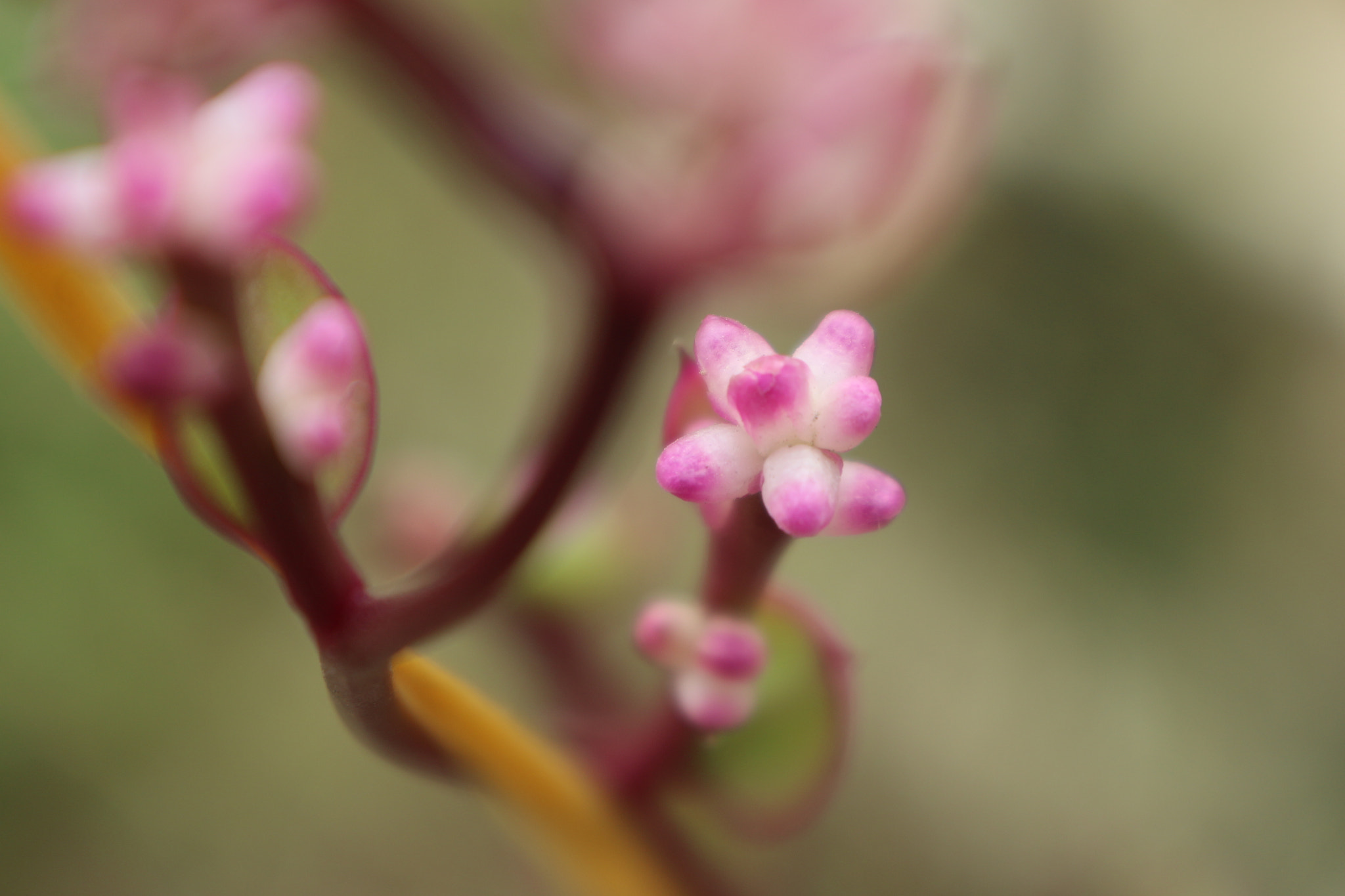 Canon EOS M10 sample photo. A creepers flower photography