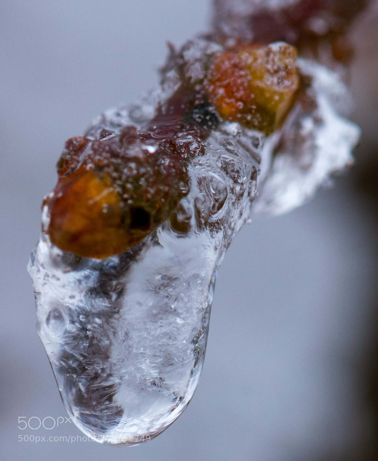 Nikon D810 sample photo. Bud photography