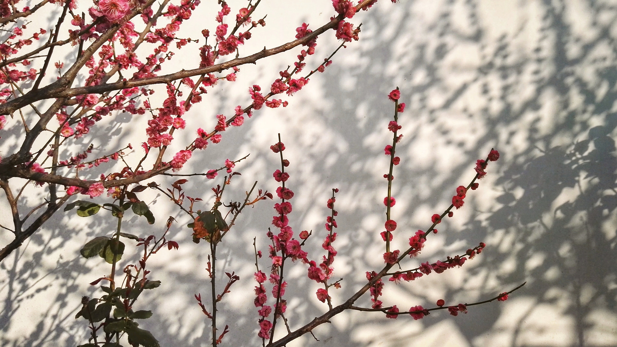HUAWEI DAV sample photo. 影随 photography