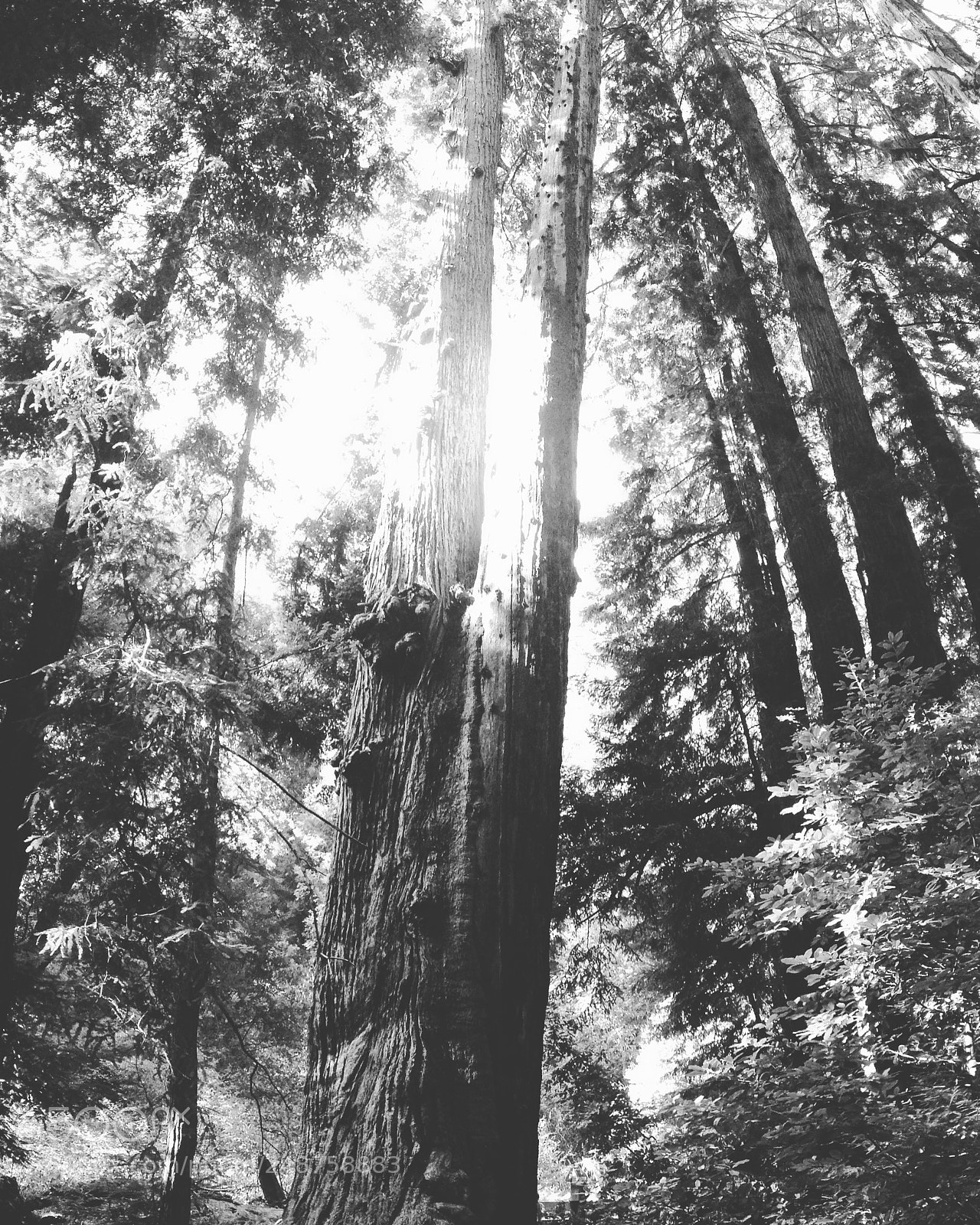 Apple iPhone 5c sample photo. Muir woods, ca photography