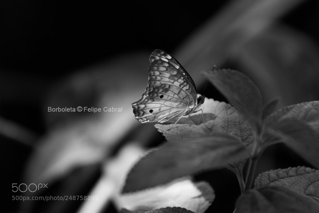Canon EOS 600D (Rebel EOS T3i / EOS Kiss X5) sample photo. Borboleta photography