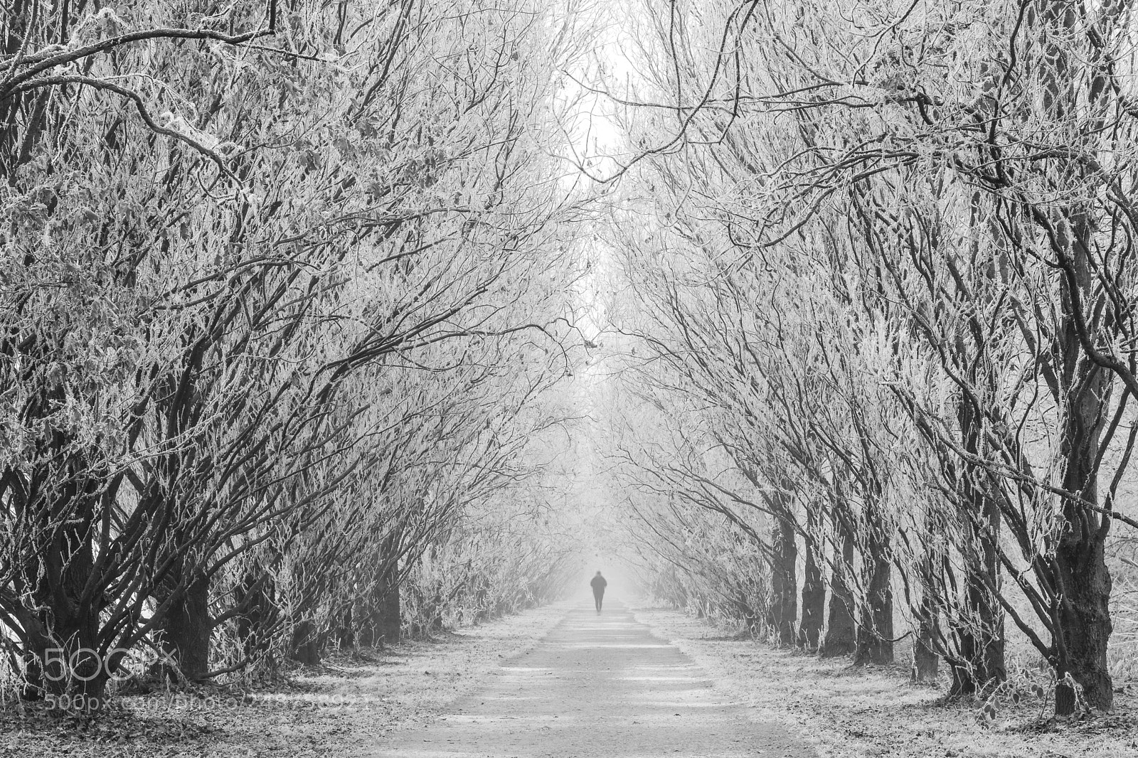 Nikon D7200 sample photo. Winter morning runner photography