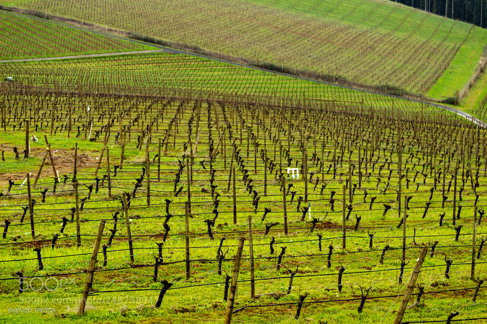 Canon EOS 600D (Rebel EOS T3i / EOS Kiss X5) sample photo. Patterns of vines photography