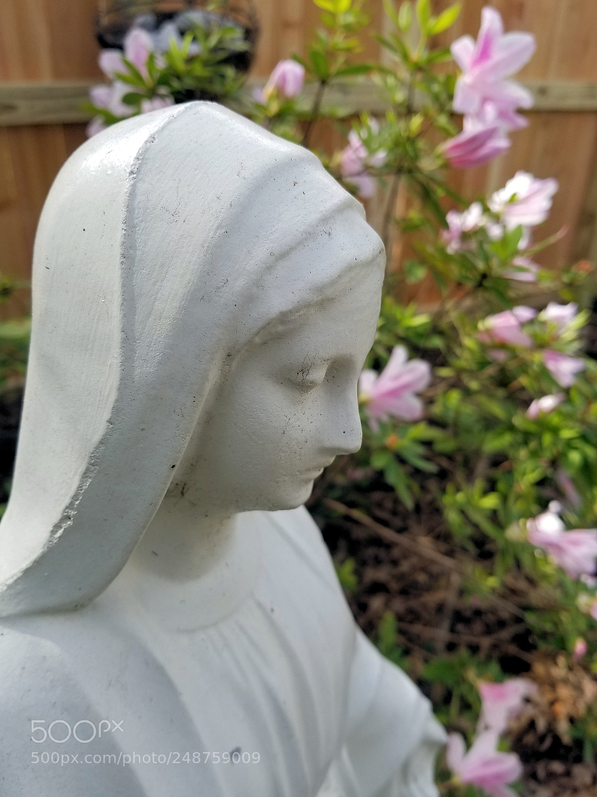 Samsung Galaxy S8+ sample photo. Lady of life photography