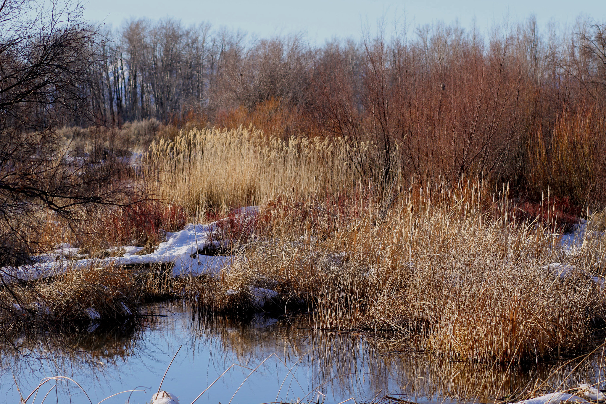 Canon EOS 7D + Canon EF 85mm F1.8 USM sample photo. Cattails and red willows at silver creek preserve photography