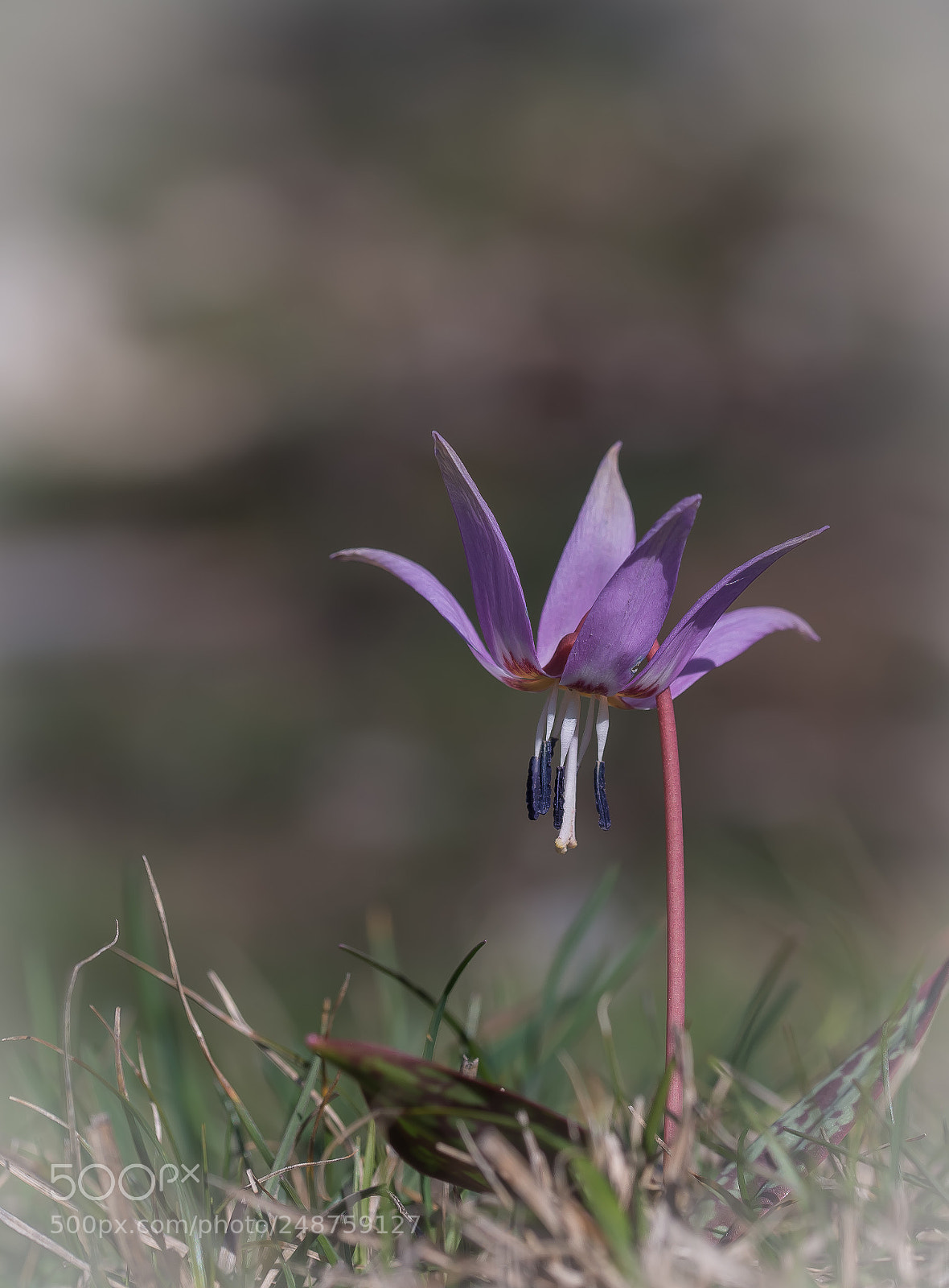Nikon D610 sample photo. Erythronium den-canis photography