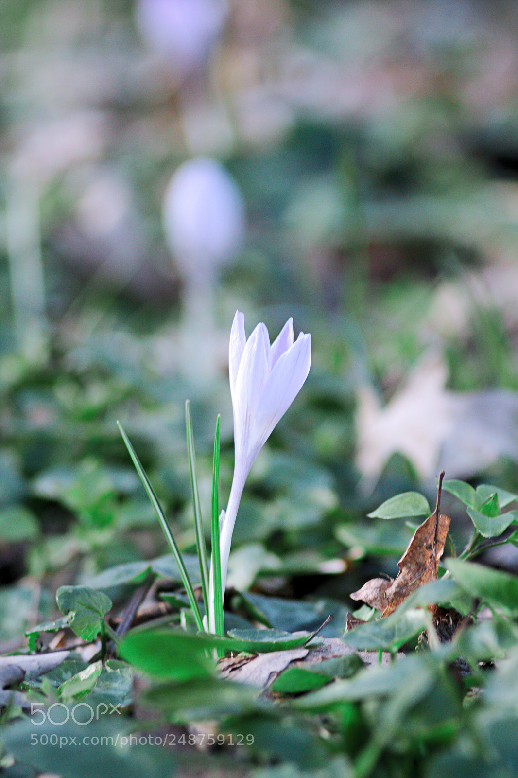 Canon EOS 40D sample photo. Lightflower. photography