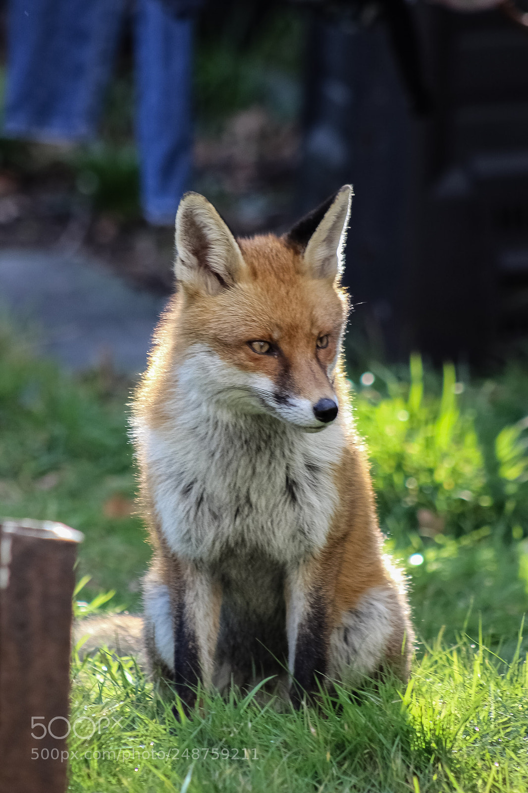 Canon EOS 1200D (EOS Rebel T5 / EOS Kiss X70 / EOS Hi) sample photo. Cute fox photography