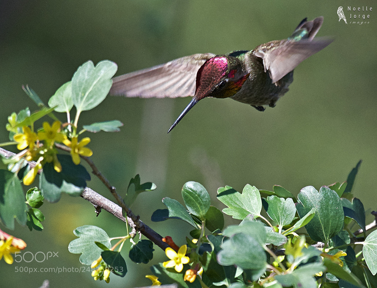 Nikon D500 sample photo. Anna s hummingbird spots photography