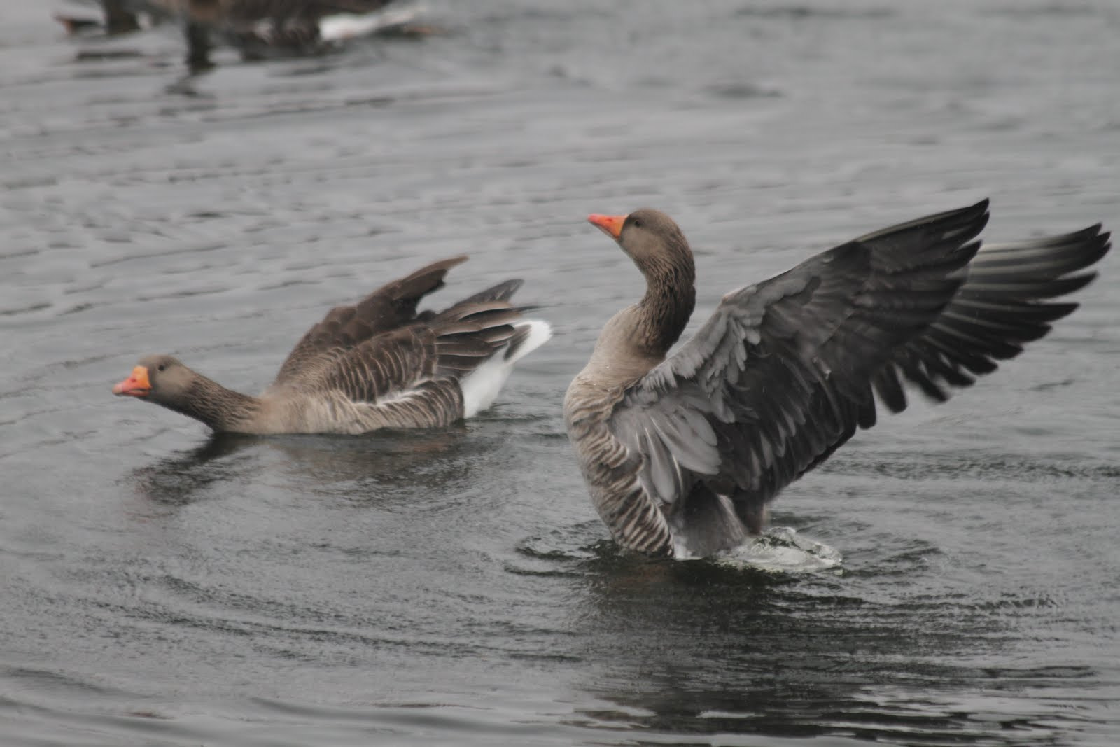 Canon EF 70-300mm F4-5.6 IS USM sample photo. Gooses in springtime photography