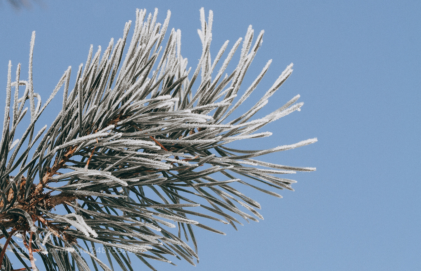 Canon EOS 7D sample photo. Needles at a fir-tree photography