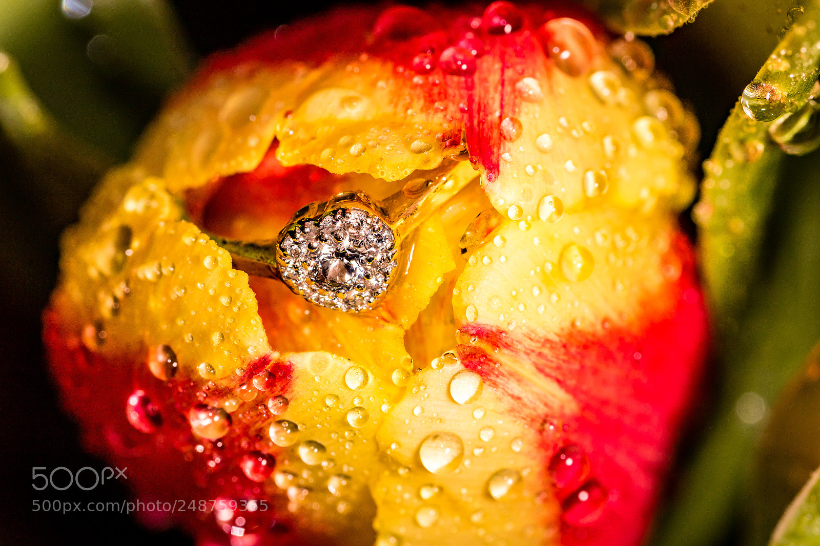 Canon EOS 7D Mark II sample photo. Engagement ring macro red photography