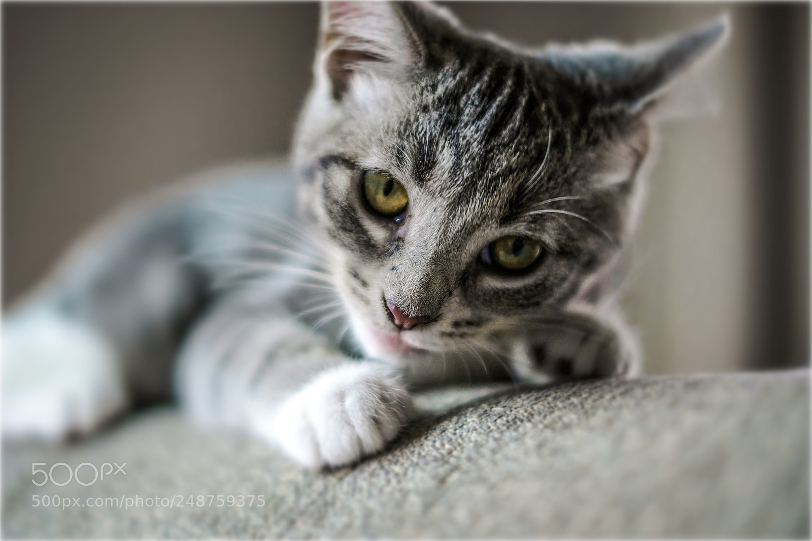 Fujifilm X-T20 sample photo. Looking at me? photography