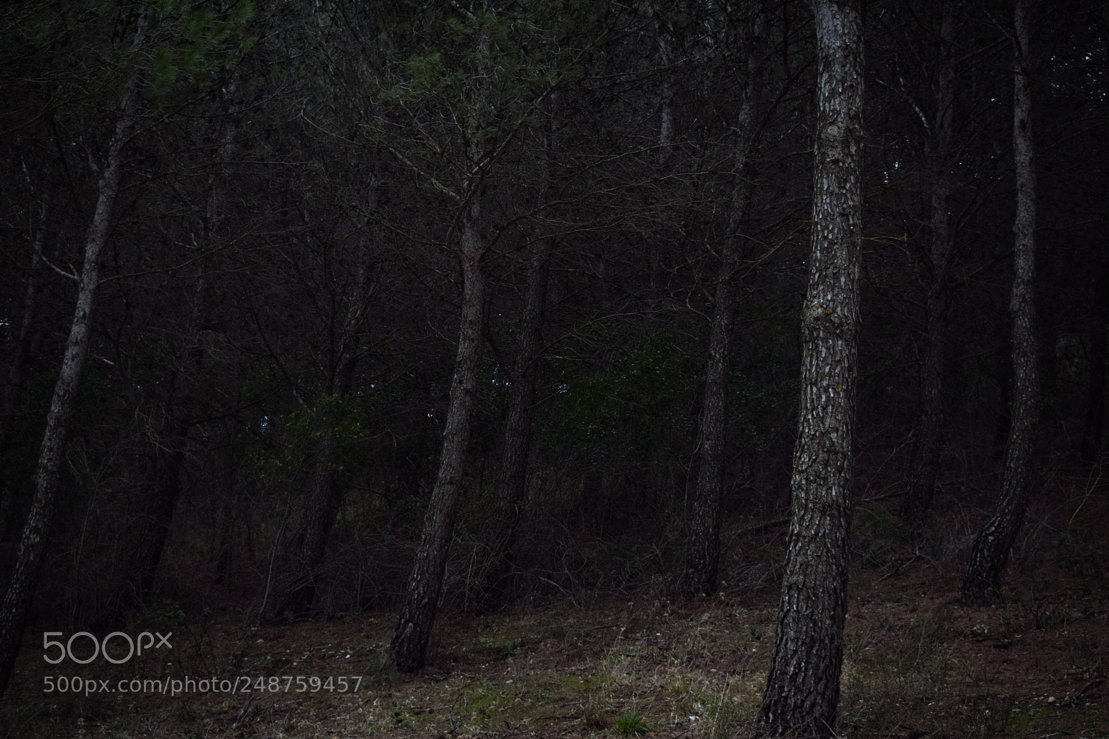 Nikon D5300 sample photo. Dark photography