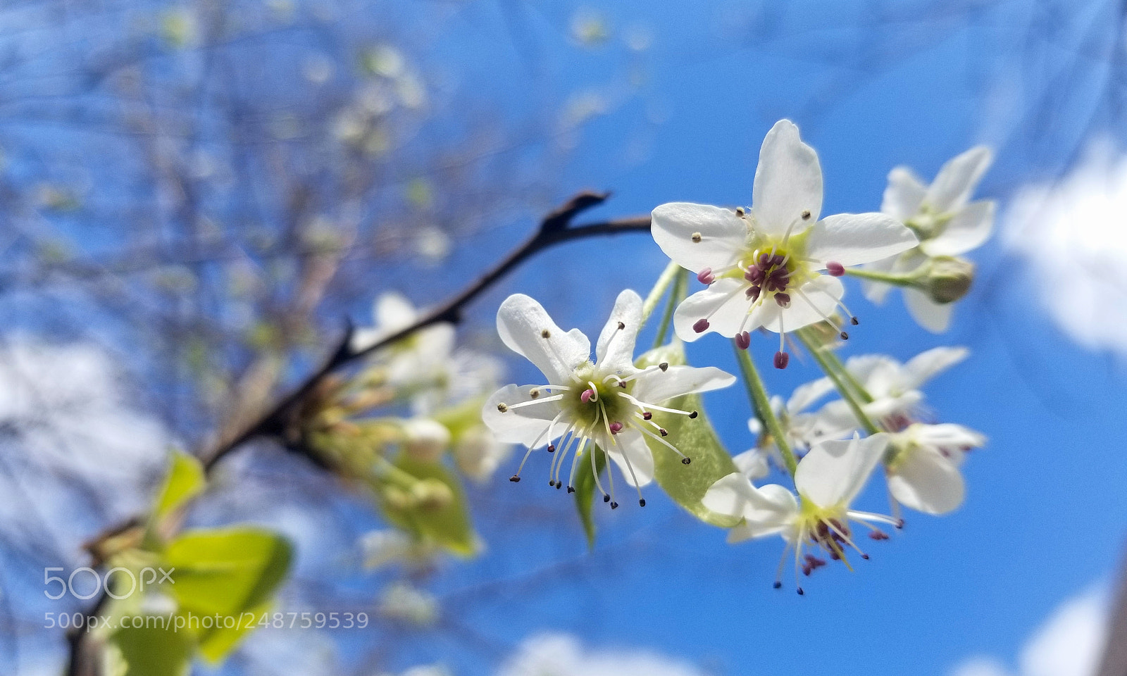 Samsung Galaxy S8+ sample photo. Bradford pear photography