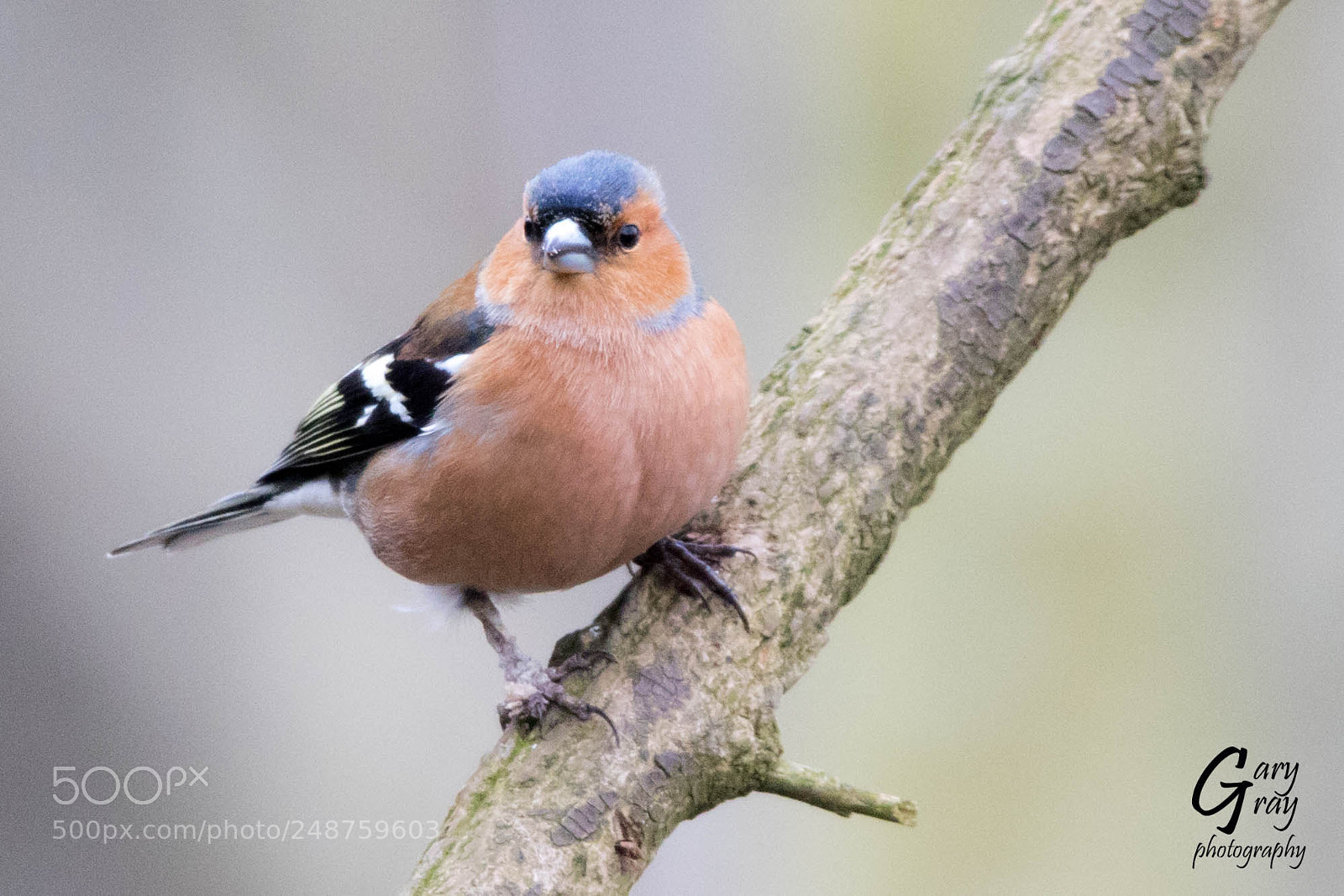 Canon EOS 7D Mark II sample photo. Chaffinch photography