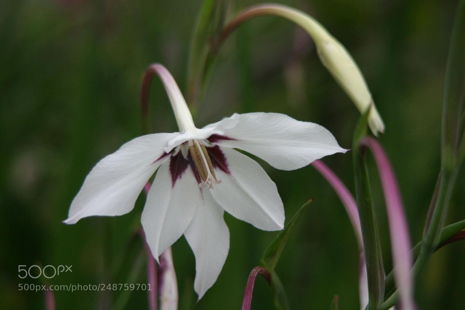 Canon EOS 10D sample photo. Img photography