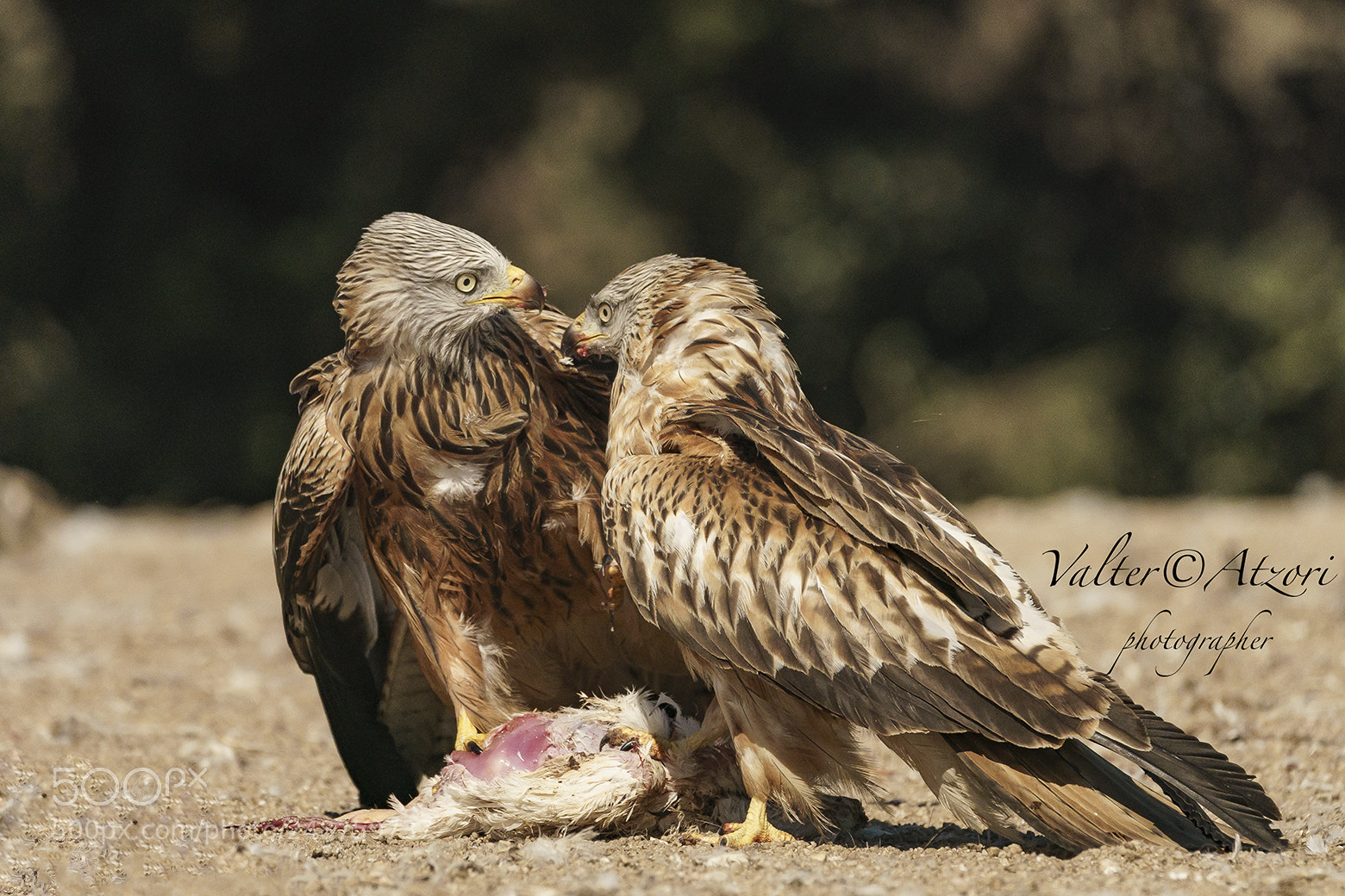 Sony a9 sample photo. Two kites face each photography