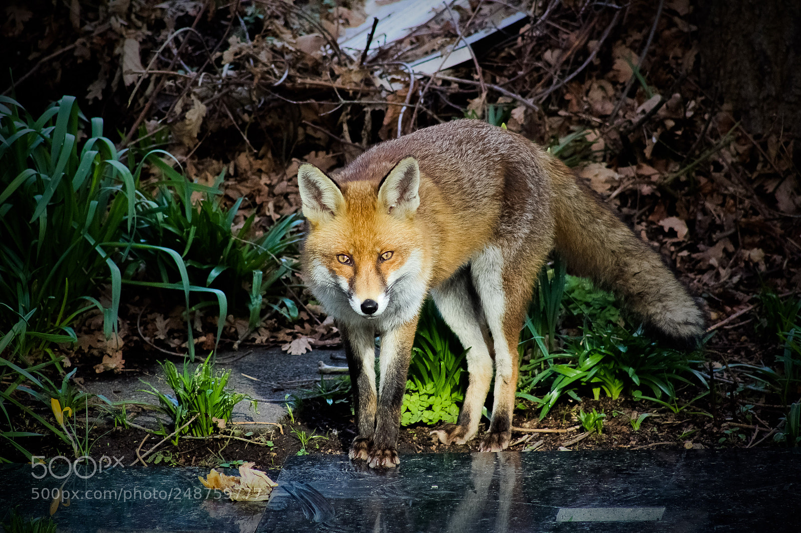 Canon EOS 1200D (EOS Rebel T5 / EOS Kiss X70 / EOS Hi) sample photo. Red fox photography