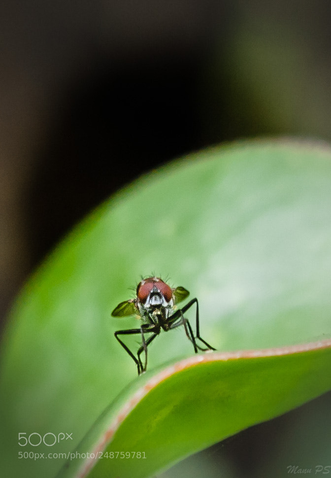 Olympus E-520 (EVOLT E-520) sample photo. Insect - fly photography
