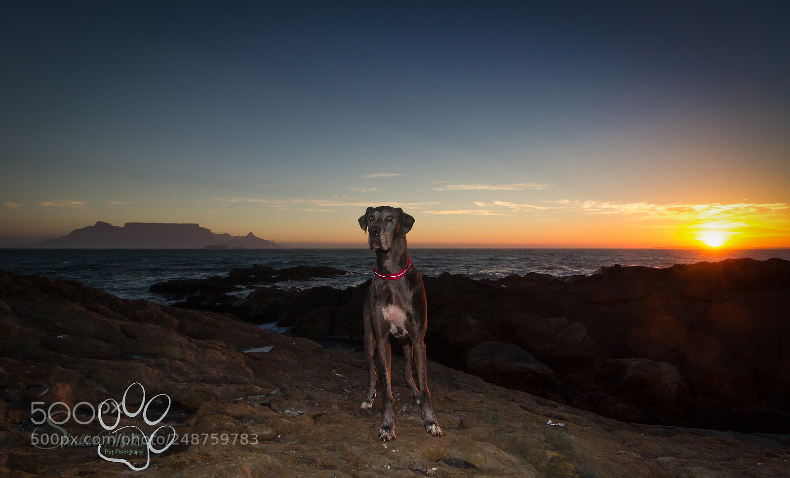 Canon EOS 60D sample photo. Leo at the beach photography
