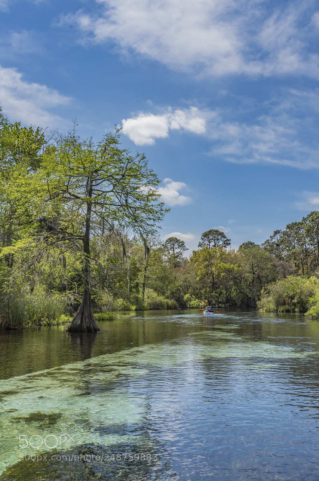Pentax K-1 sample photo. Weeki wachee river. photography