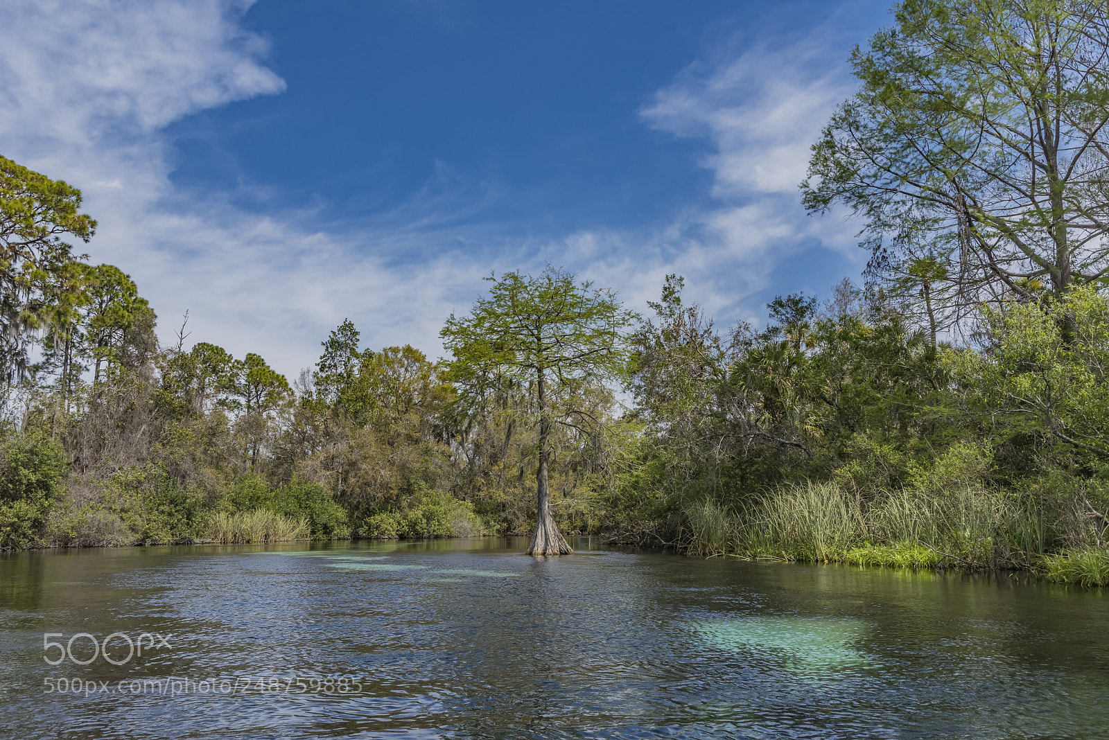 Pentax K-1 sample photo. Weeki wachee river.. photography