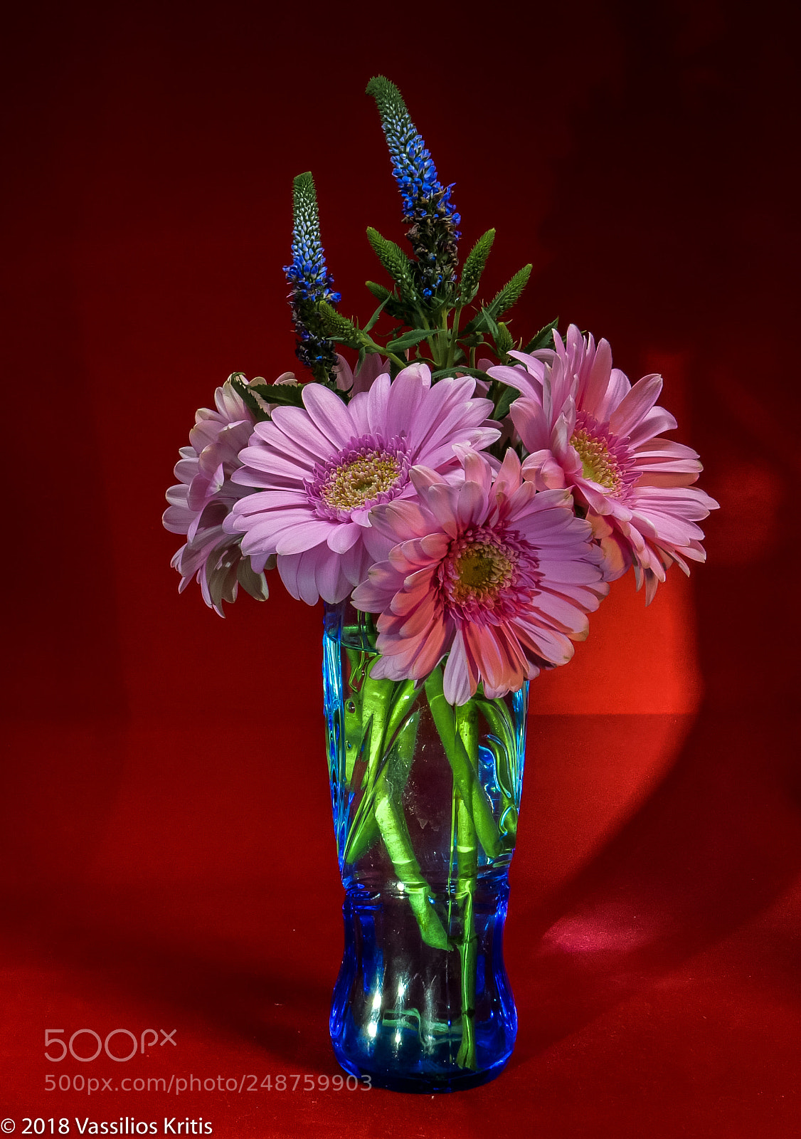 Panasonic Lumix DC-G9 sample photo. Pink daisies in a photography