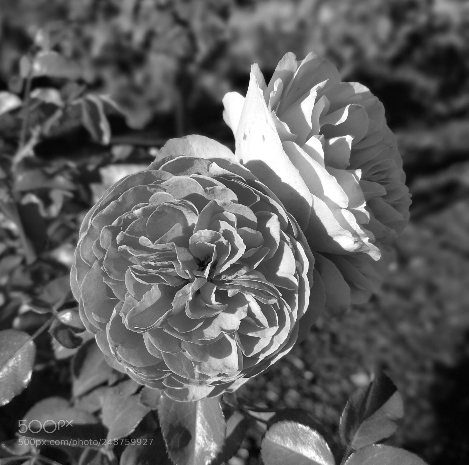 HUAWEI Mate 9 sample photo. Morning rose photography