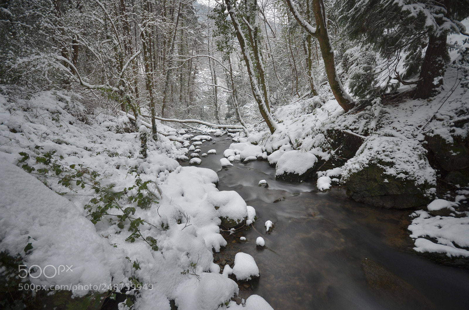 Nikon D5100 sample photo. White forest photography