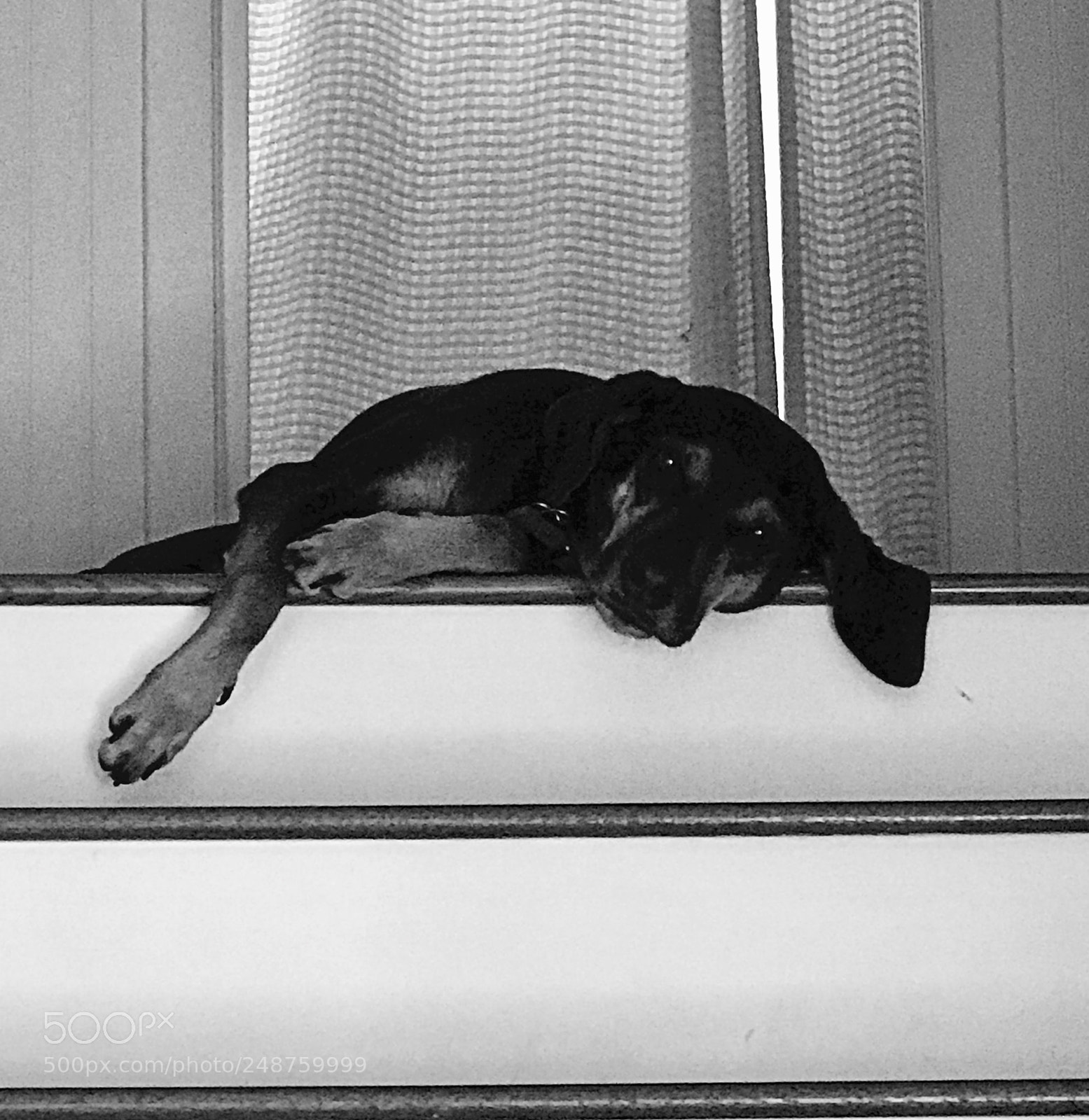 Apple iPhone 7 Plus sample photo. Toby the dog photography