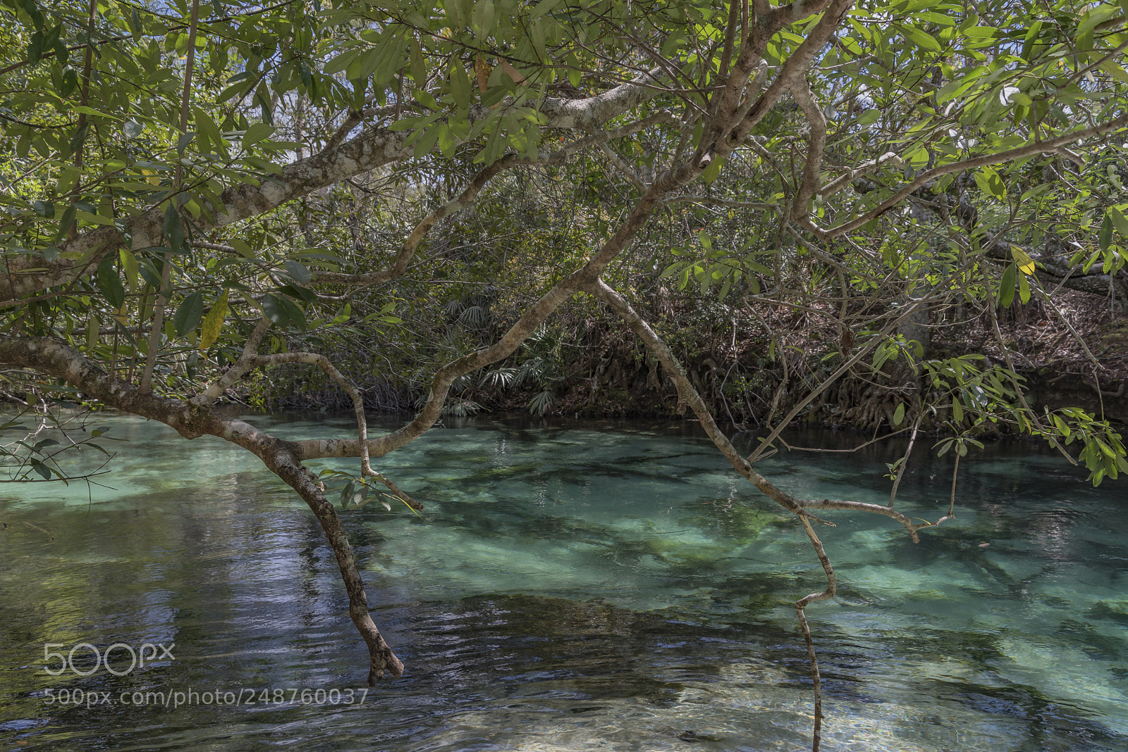 Pentax K-1 sample photo. Weeki wachee river... photography