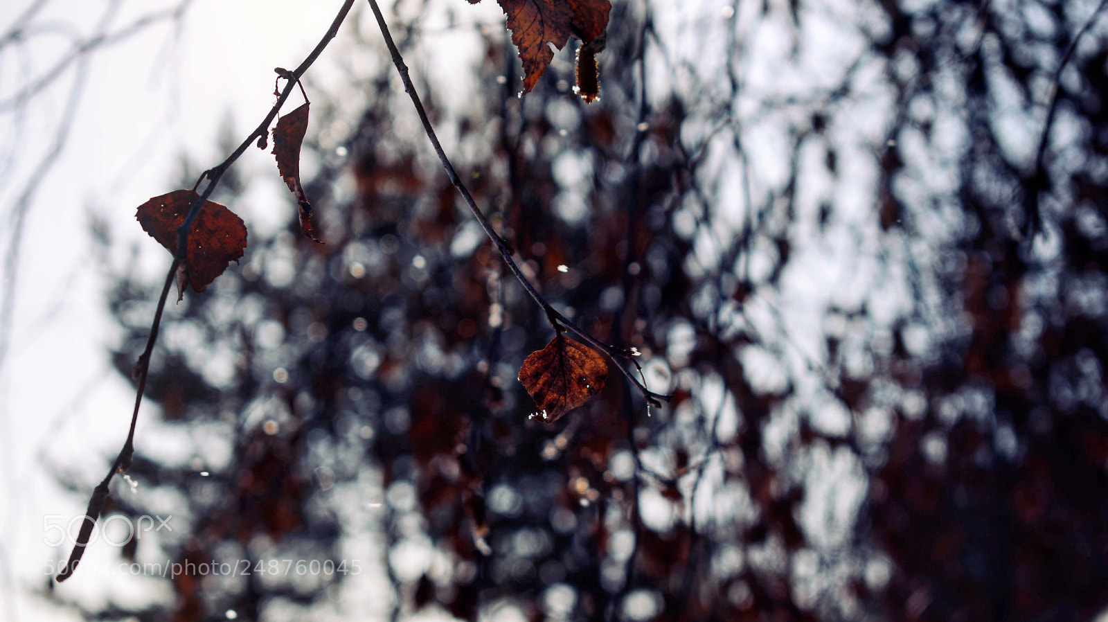 Nikon D5300 sample photo. Весеняя фотография photography