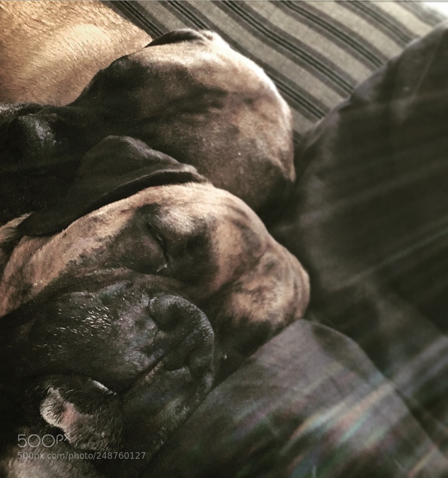 Apple iPhone SE sample photo. Best friends! photography