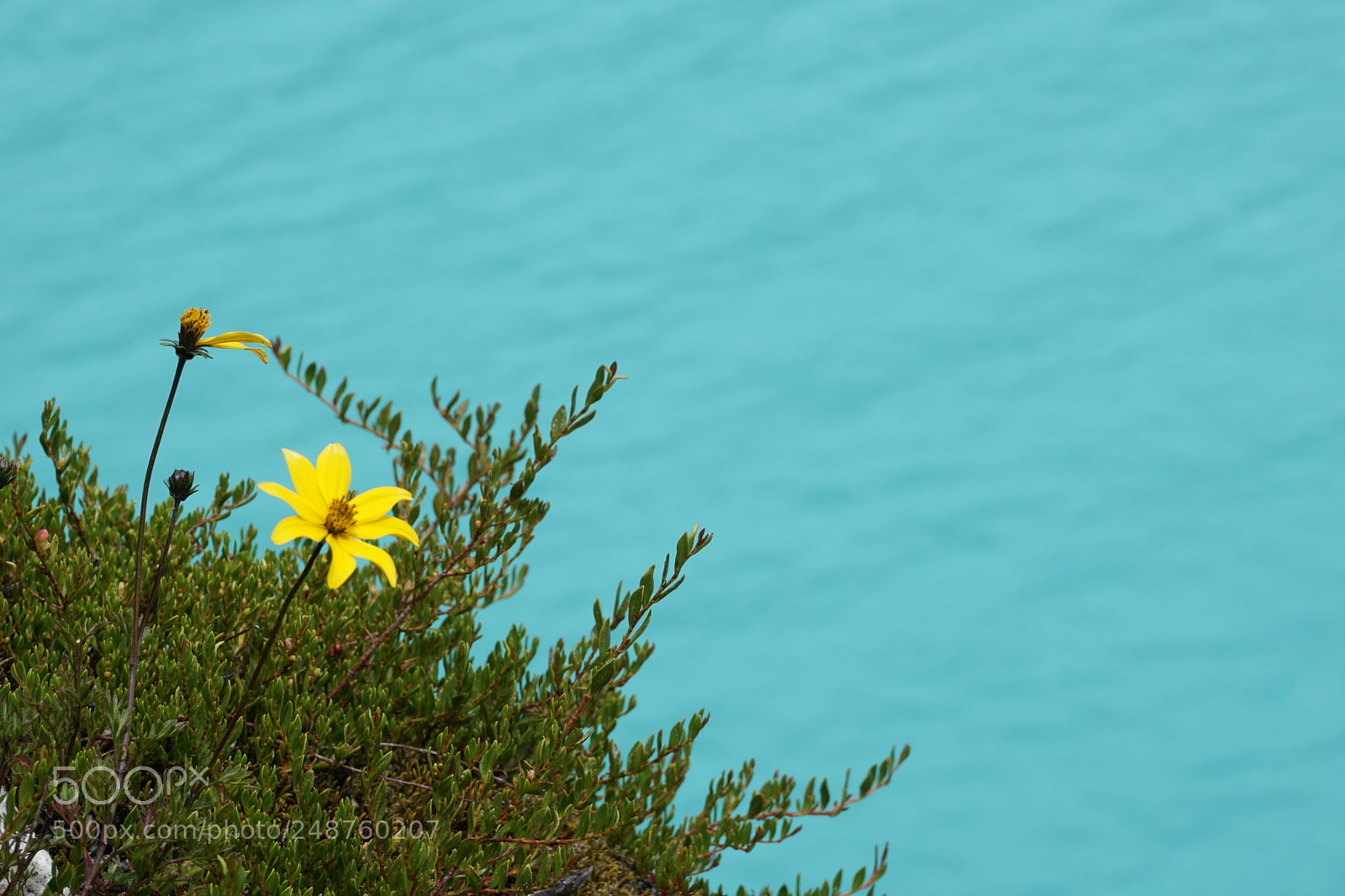 Sony a6000 sample photo. Flower photography