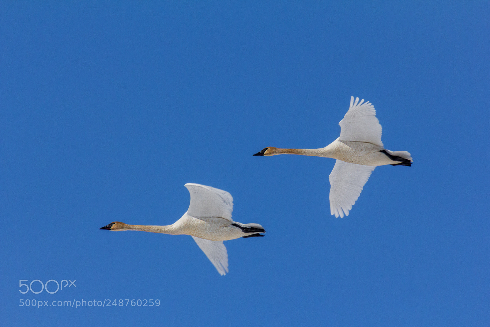 Canon EOS 60D sample photo. Fly by photography
