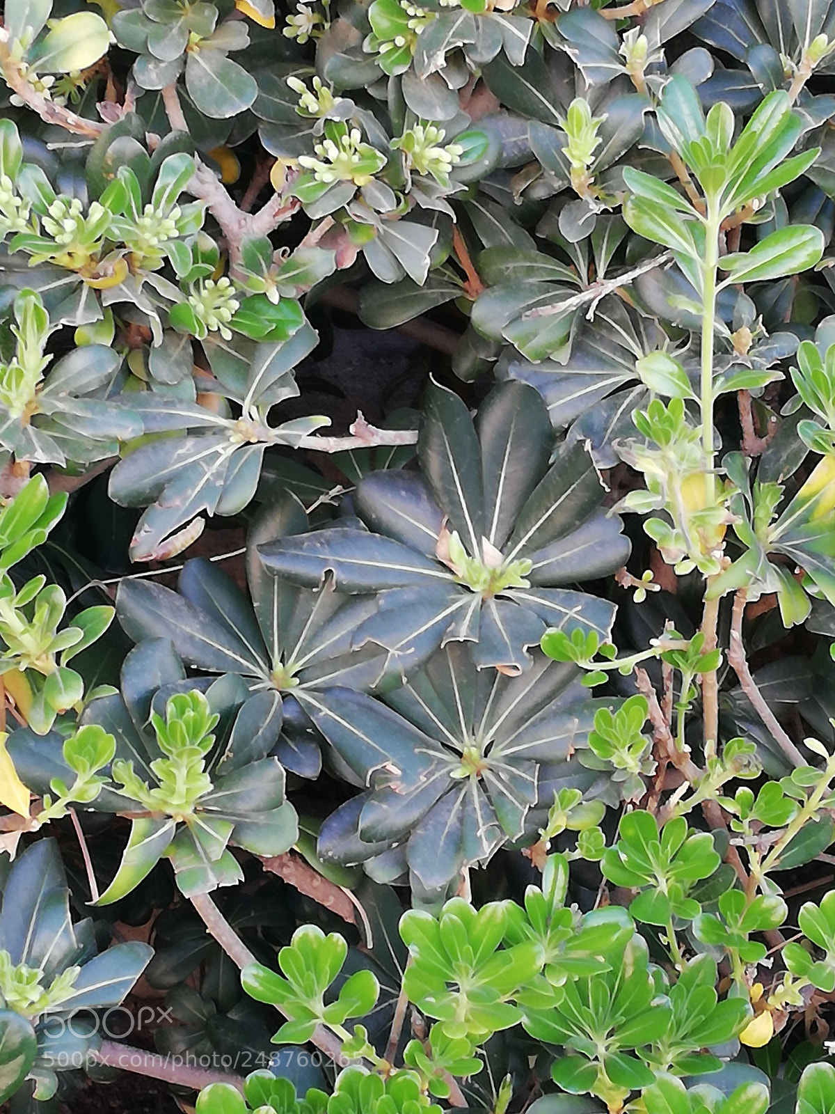 HUAWEI Mate 10 Lite sample photo. Entre plantas photography