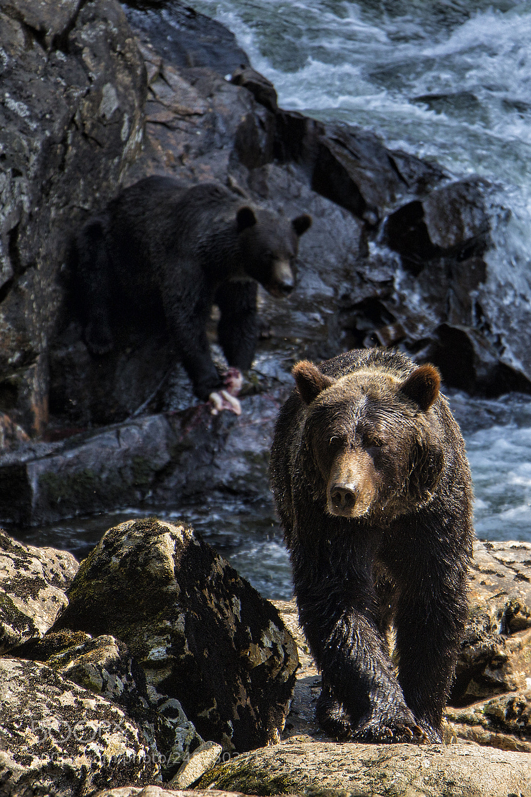 Canon EOS 100D (EOS Rebel SL1 / EOS Kiss X7) sample photo. Grizzly in canada photography