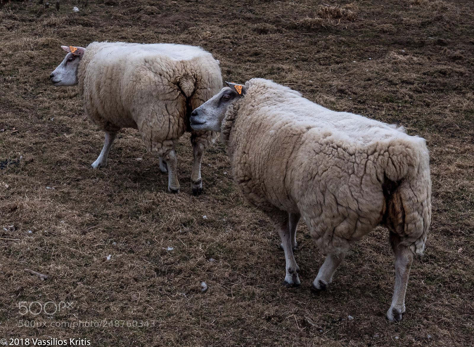 Panasonic Lumix DC-G9 sample photo. Sheep self shaven photography