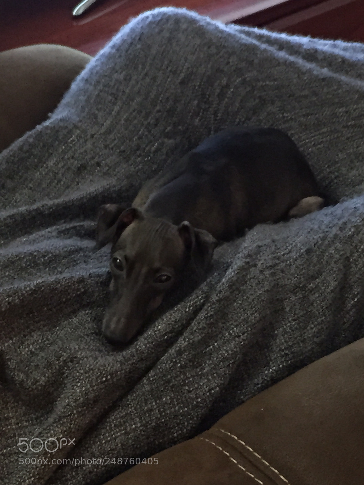 Apple iPhone 6 sample photo. Sleep. photography