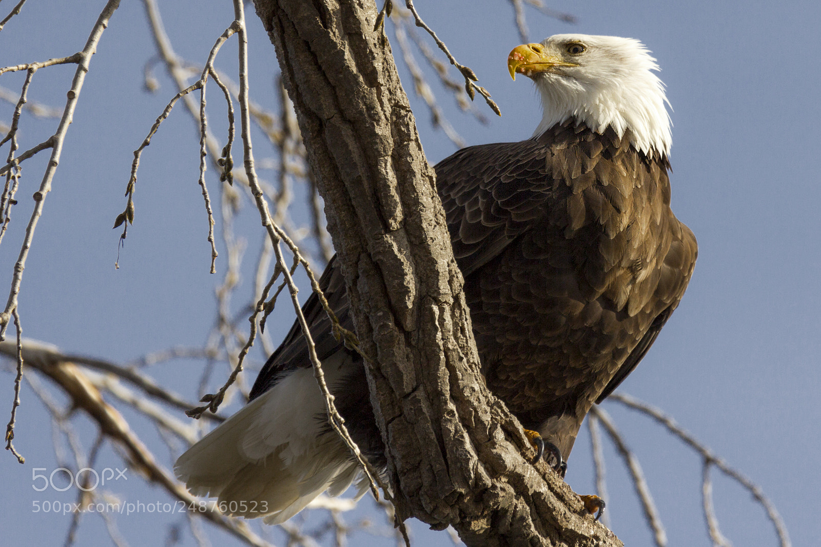Canon EOS 60D sample photo. Bald eagle photography