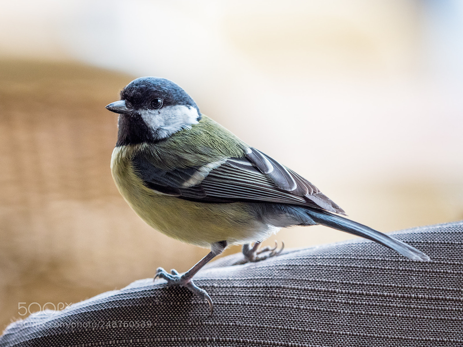 Panasonic Lumix DMC-GX8 sample photo. Great tit photography