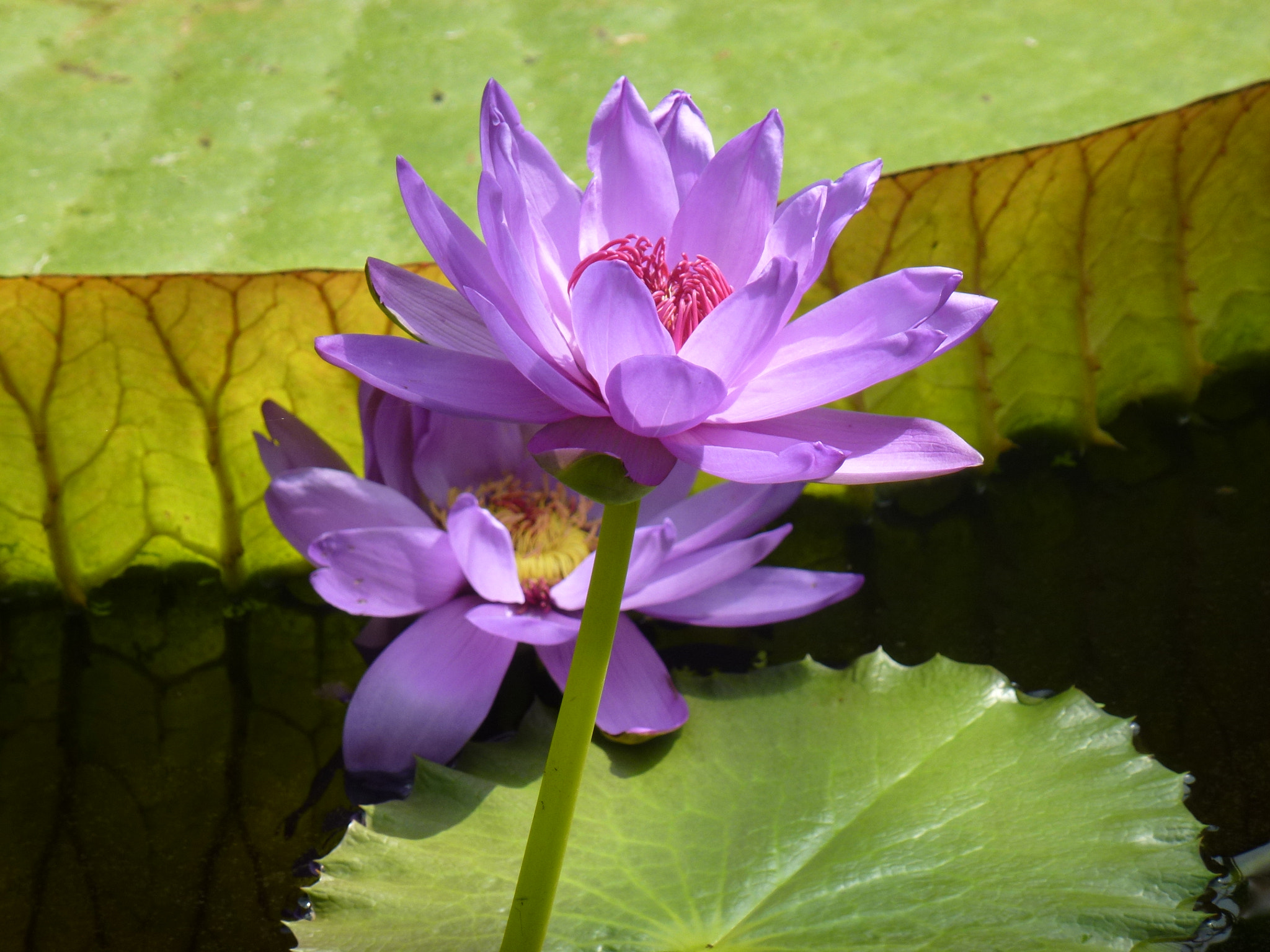 Panasonic DMC-ZS10 sample photo. Flowers photography